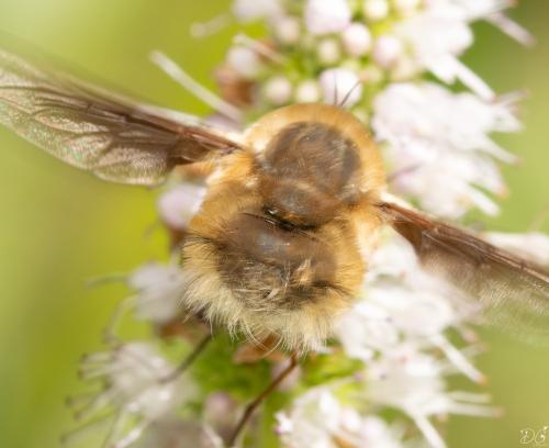 Bombylius sp.